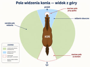 pole widzenia konia